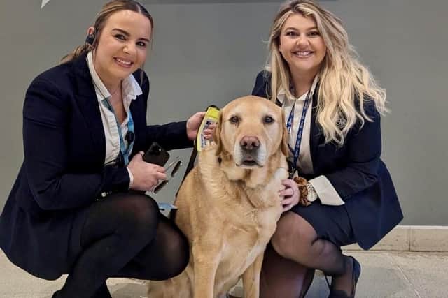 A dog from charity Guide Dogs at the Coventry City game.