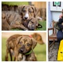 Top and bottom left: The Kenilworth 'Pasta Pups' at seven weeks old. Right: One of the Pasta Pups on rehoming day. Credit: Dogs Trust.