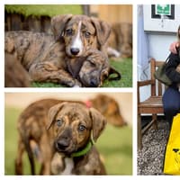 Kenilworth 'pasta pups' adopted after being found tied to a tree at ten days old