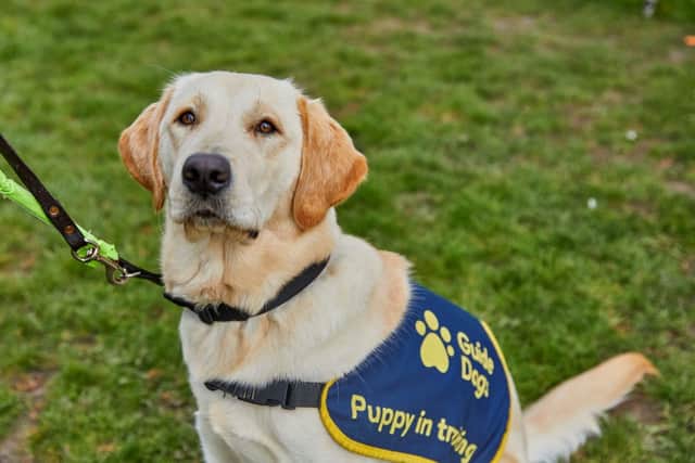 A guide dog puppy