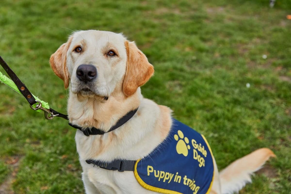 Guide Dogs Drivers Meet pups destined to be guide dogs and find out how you could look ...