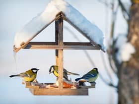 There are essential jobs to do in the garden this December