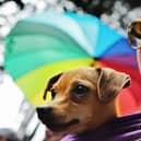 Well-behaved doggies are welcome to the event. Picture: Getty Images.