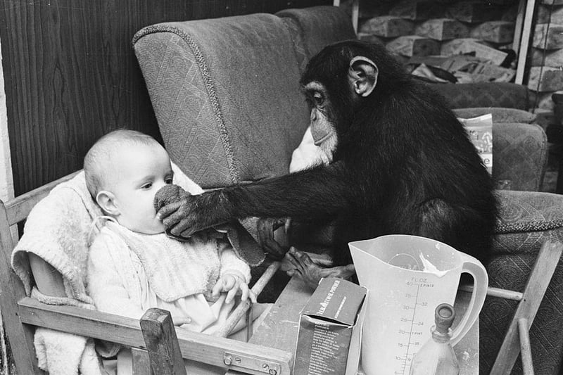 Judy, a two year old chimpanzee, is pictured wiping Tracey-Jane Clews face after feeding her lunch in her grandparents' home at Southam Farm Zoo on 12th July 1968.