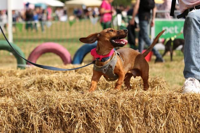 Dogfest will be returning to Ragley Hall this weekend. Photo supplied