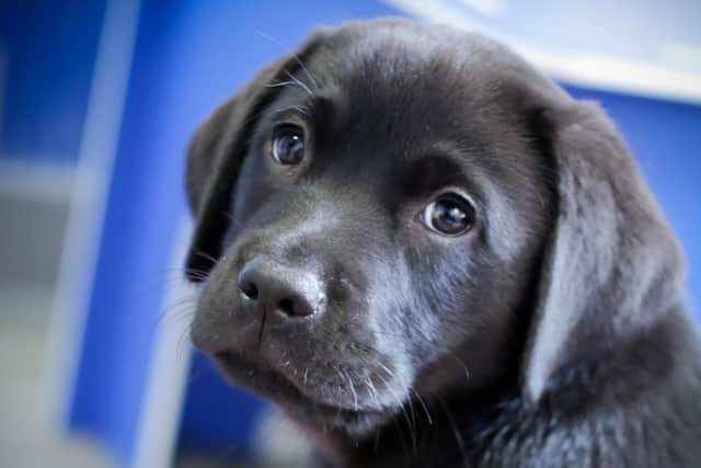 A guide dog puppy.