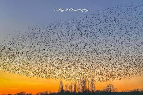 The starlings at Brandon Marsh. Gilly_t_photography