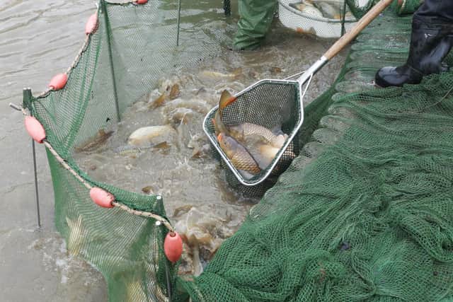 The fish were carefully removed and transported to Ryton Pools or to John Wall Fisheries, where they are sorted, health-checked, fed and prepared for distribution to restock ponds, lakes and pools in the area and potentially across the UK