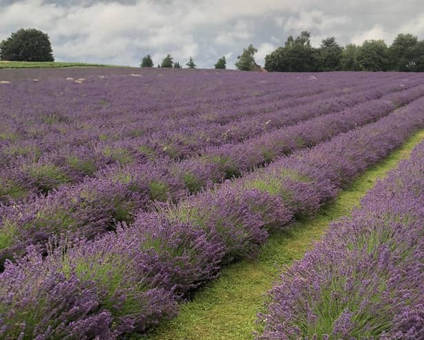 Warwickshire Lavender Farm near Leamington will be opening again this summer