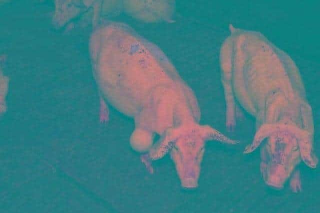 Four months of secret filming by animal welfare campaign group Viva! revealed pigs living in appalling conditions at Flat House Farm in Gilmorton.