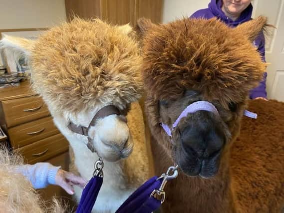 Alpacas Dante and Caya from the Alpaca Pals visited MHA Homewood in Leamington.