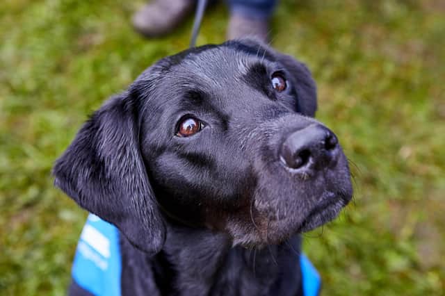 Photo courtesy of Guide Dogs.