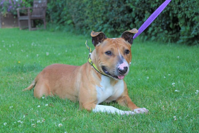 If you want a fun-loving four-legged friend, then two-year-old English Bull Terrier Effie could be the dog for you. She loves playing chase with her human friends but she loves to relax and snooze too, so she is a great canine companion. She can potentially live with children aged ten and over who understand that she likes some time on her own to chill out. Effie is full of character and would like to be the only dog in the home, at least for the time being, so she can enjoy being the centre of attention.