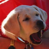 Justin is encouraging other people to sponsor a guide dog.
