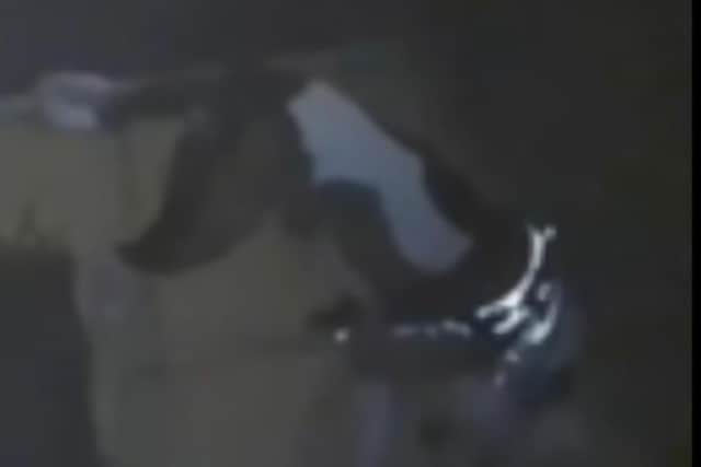 The dog on the Ring doorbell footage. Photo supplied