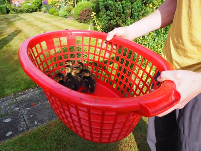 The family, armed with a washing basket and cardboard box, managed to gather the ducks.