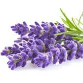 Lavender known to aid sleep (photo: Adobe)