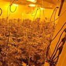 Funny moment cops raid a £420k cannabis farm...and find a sleeping drug dealer