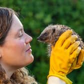 The number of hedgehogs in the UK has fallen, which makes it even more important to take care of the remaining ones. Hedgehog houses can be made easily out of cardboard boxes, dry leaves, grass, and straw