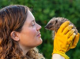 The number of hedgehogs in the UK has fallen, which makes it even more important to take care of the remaining ones. Hedgehog houses can be made easily out of cardboard boxes, dry leaves, grass, and straw