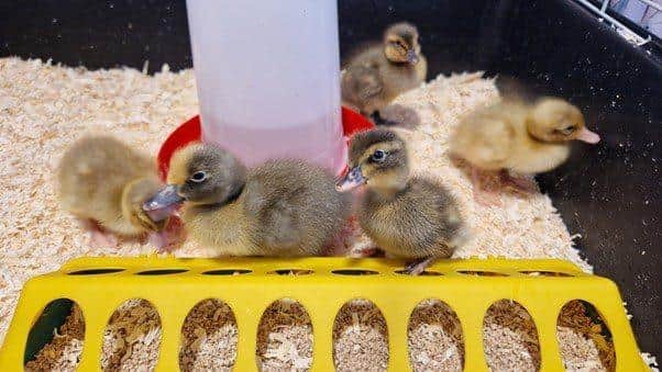 Five ducklings hatched at Jubilee House