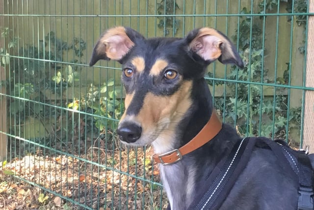 Saluki Valerie, five, was sadly found as a stray and is therefore understandably an anxious girl who will need patient owners who can help her grow in confidence. She may be able to live with a confident dog already in the home who can help her find her paws and she loves her food so tasty treats will be a great way for her to build a bond with her new family. She has started to enjoy walks but will need access to her own secure garden in her forever home so she can fully settle in before heading out on adventures.