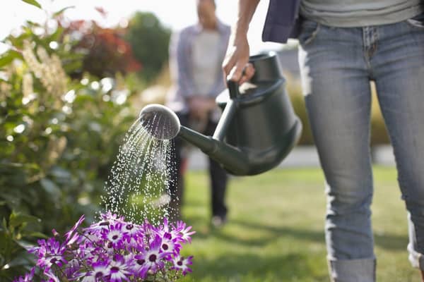 Keeping your garden green during hotter weather