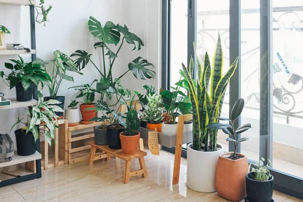 Here are the best ways to look after plant during the winter (photo: Pixabay)