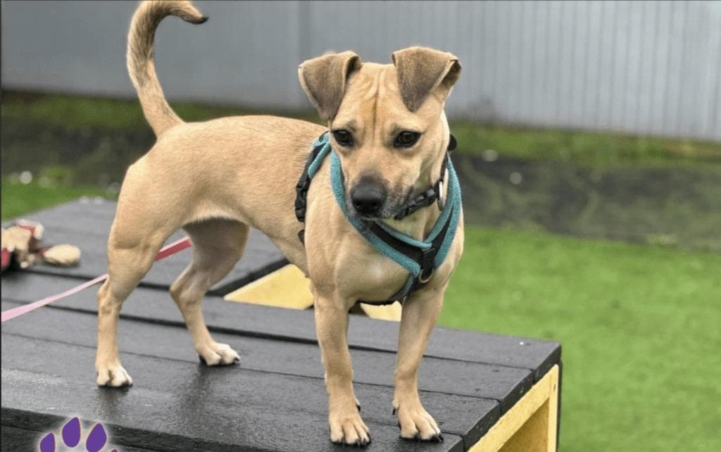 Triad Rugby Dogs In pictures: Meet the 14 hopeful Rugby rescue dogs who are looking for ...