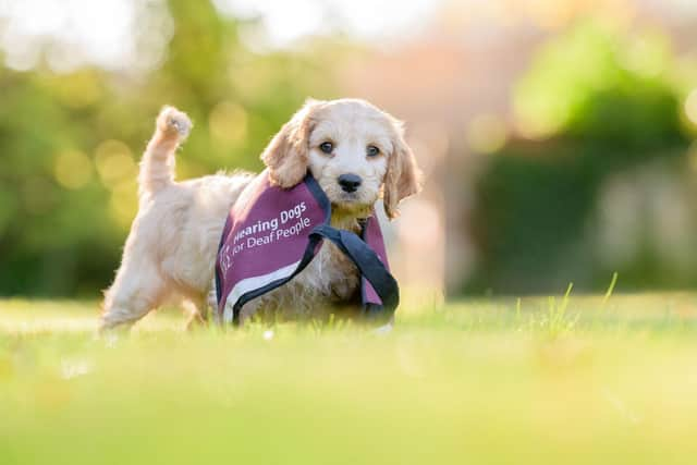 Assistance dog charity, Hearing Dogs for Deaf People is calling for volunteers to join a fundraising collection for its Paws Appeal. Photo supplied