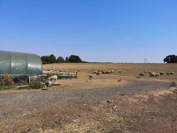 The fields at FARS in Wolverton have turned dry due to the lack of rainfall recently meaning the animal rescue sanctuary has had to make extra orders of hay to feed some of its animals. The sanctuary has said it has reached 'crisis point' and is appealing for donations. Picture supplied.