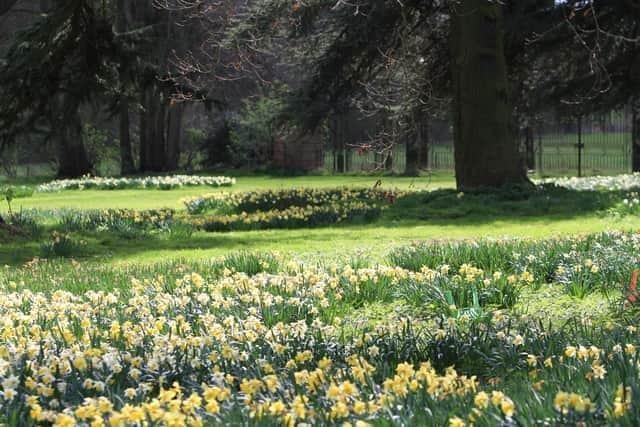 Visitors can stroll through carpets of daffodils.