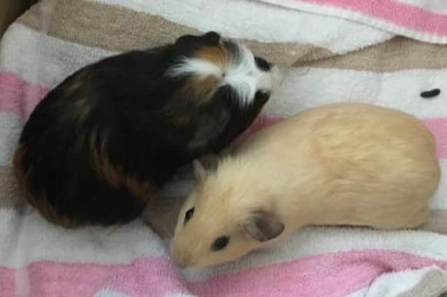 The RSPCA has launched an appeal for information after two Guinea pigs were found abandoned outside a property in Rugby.