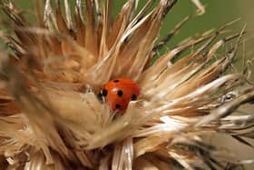 Sleeping Ladybird captured by Steve Blake. The 2024 Leamington in Bloom Photographic Competition Winner.