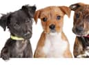 A new puppy can make life exciting (photo: Adobe)