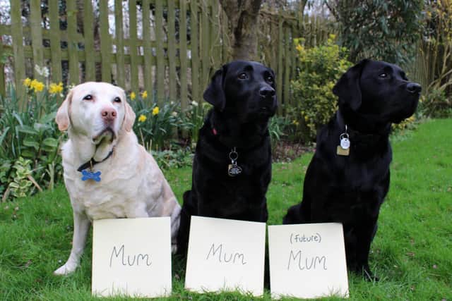 Guide dog mum Connie, guide dog mum Sophie and future guide dog mum Coco