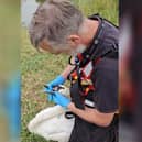 Watch the moment a young swan who is tangled in fishing wire is rescued from drowning in the river