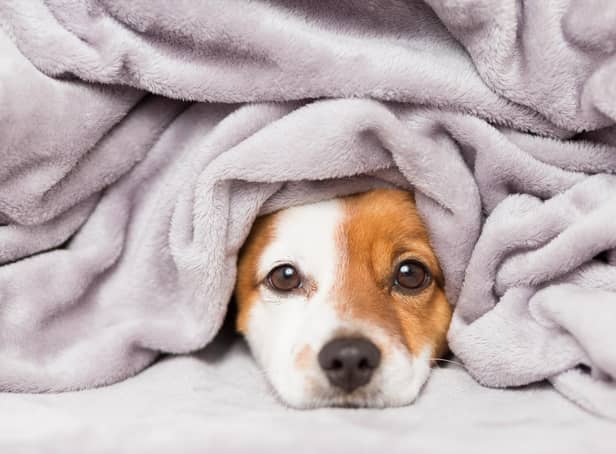 Keeping pets warm this winter is essential (photo: Adobe)