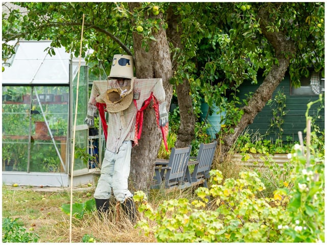 One of the scarecrows created ahead of the open day. Photo by Mike Baker