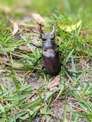 A male stag beetle