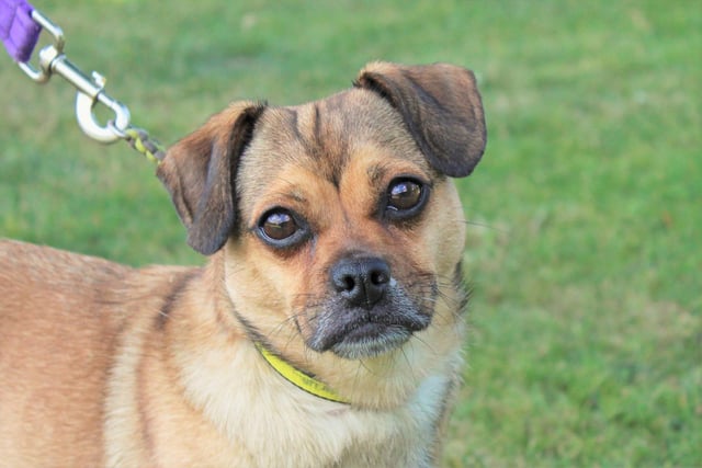 Seven-year-old Pug Cross, Coco, is also looking for a quiet home with patient owners who can help her build her confidence. She has lived with a cat before so could possibly do so again, but she would like an adult only home with no visiting children or other dogs. She will need a garden to snooze in and is happy to be left home alone for a few hours.