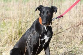 Barnaby is Dogs Trust Kenilworth's Sponsor Dog.