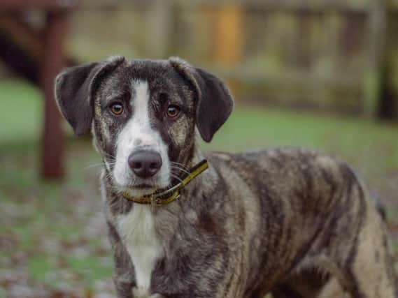 Crossbreed Anna, aged between 6 and 12 months, can live with primary and secondary school aged children.
https://www.dogstrust.org.uk/rehoming/dogs/crossbreed/3064836