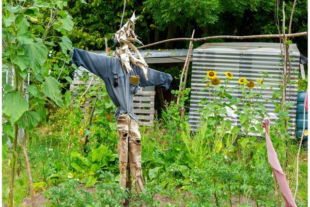 One of the scarecrows created ahead of the open day. Photo by Mike Baker