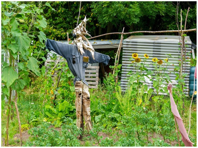 One of the scarecrows created ahead of the open day. Photo by Mike Baker