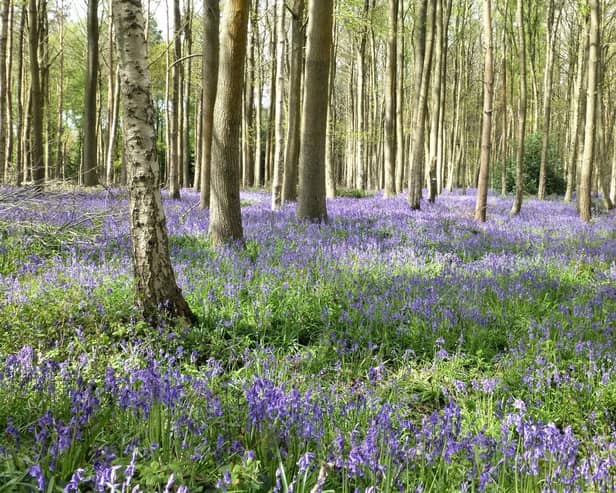 Austy Wood, Wootton Wawen (photo by Frances Wilmot)