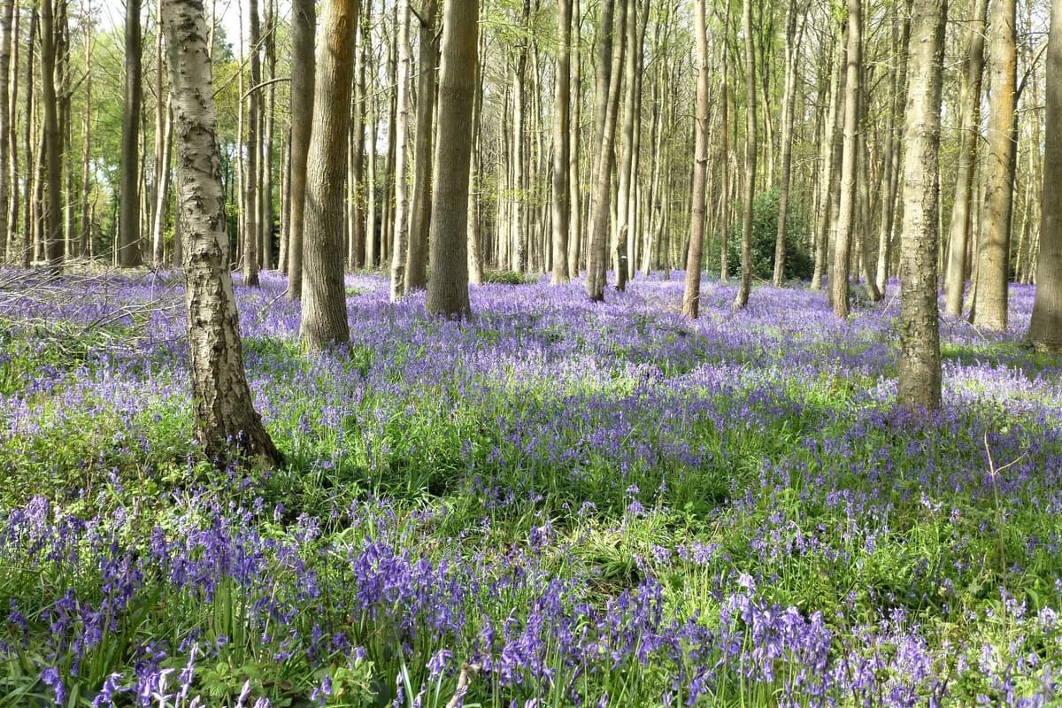 The best places to enjoy bluebells near Leamington, Warwick and Kenilworth 