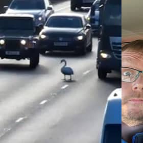 A swan was stuck on the M1 in Northamptonshire among high speed traffic.