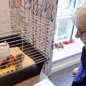 Care home resident observing the newly-hatched ducklings