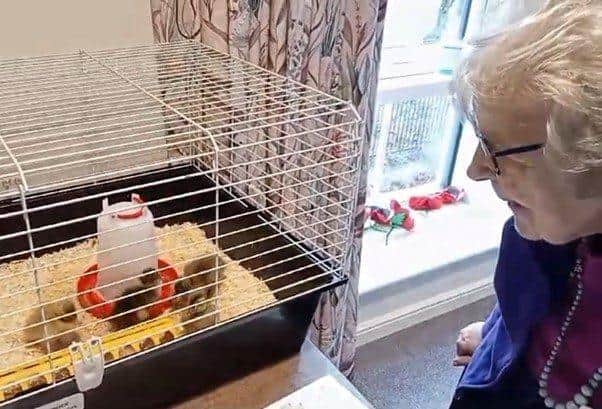 Care home resident observing the newly-hatched ducklings